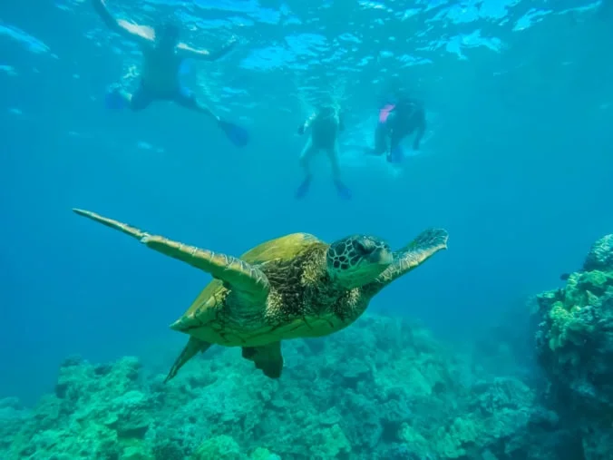 Snorkeling with sea turtles in Maui December tropical waters
