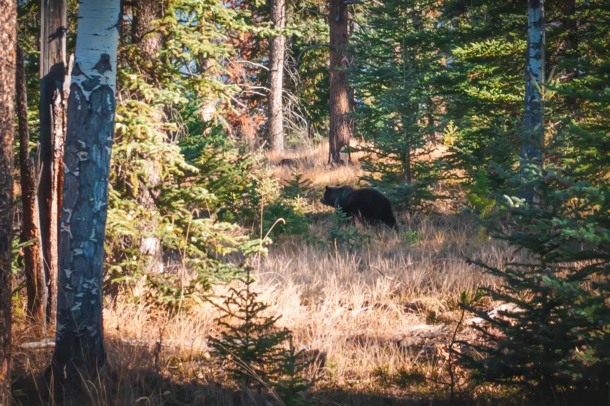 Black bear foraging in the forest undergrowth at Jasper