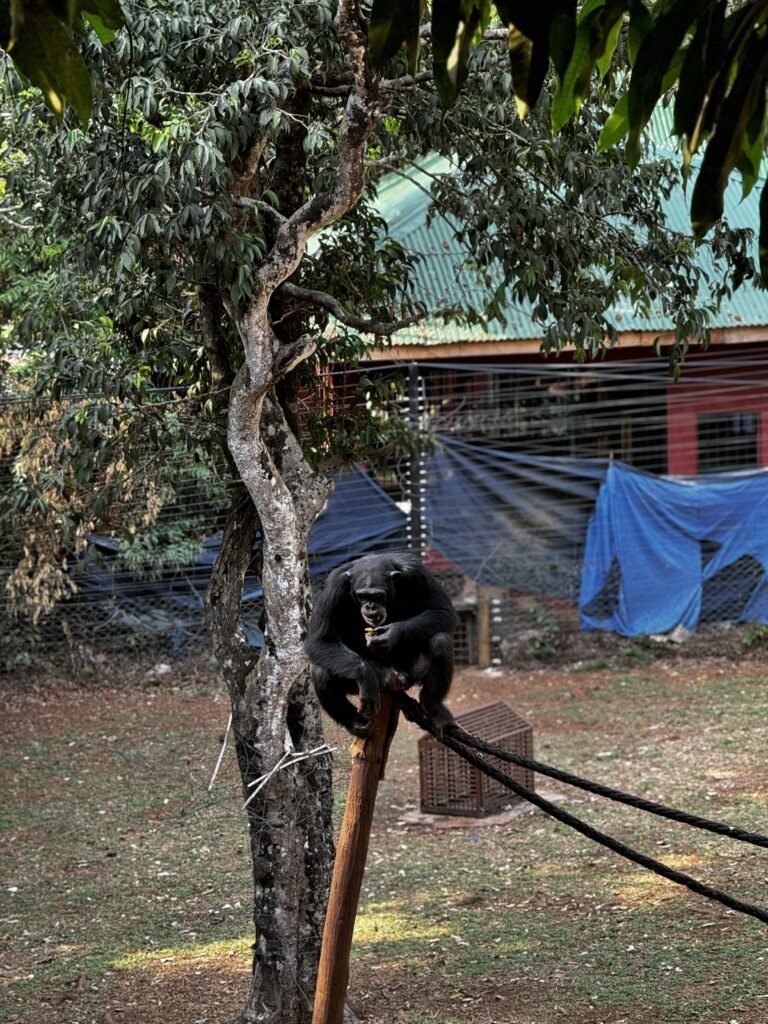 Chimpanzee at Tacugama Sanctuary looking toward camera