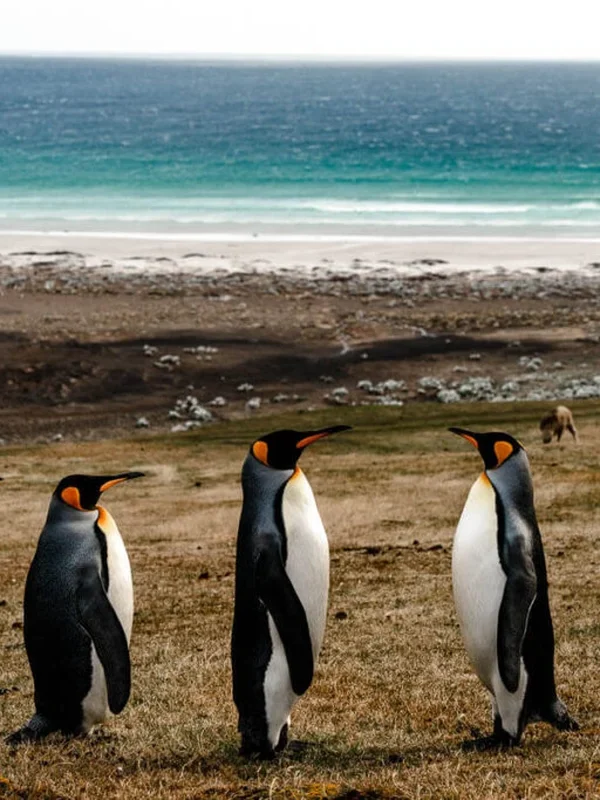 Falkland Islands Travel Guide (2026): How to Go Independently and Find the Penguins Alone