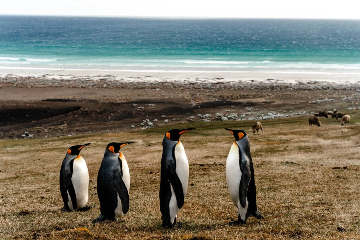 Penguins standing on a pebbly Falkland Islands beach