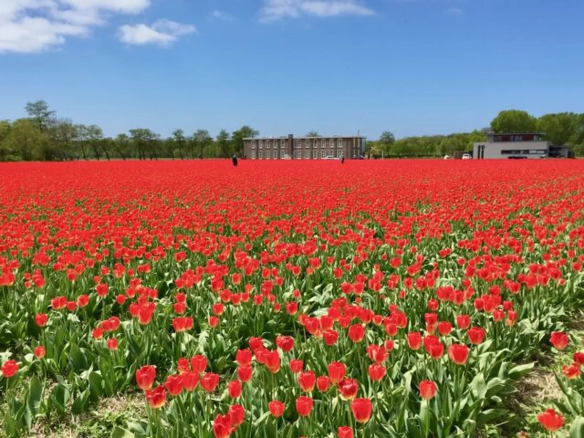 Tulip fields in Lisse during spring bloom