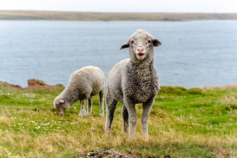 Sheep on a grassy bank beside the water