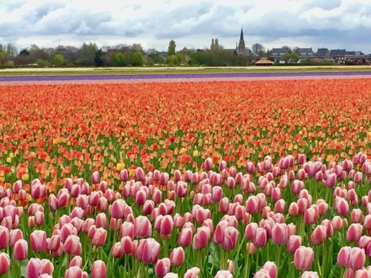 Tulip fields between the towns of Lisse and Hillegom