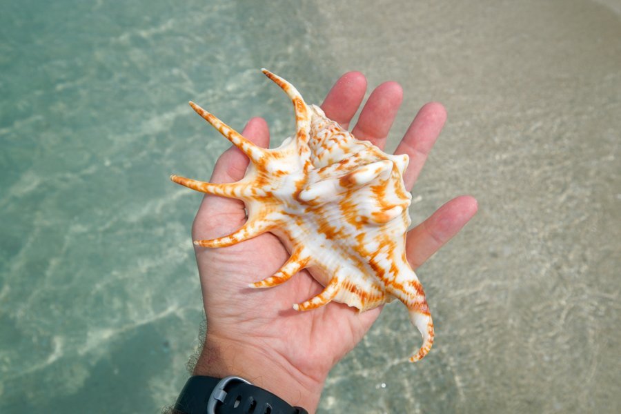 Hand holding a spiny seashell over clear shallow turquoise water