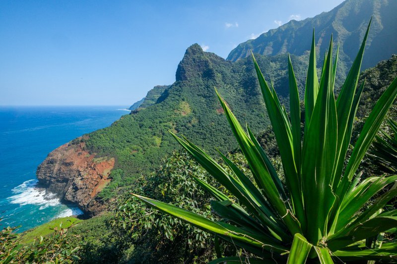 Coastal valley view with foreground plants and distant peaks